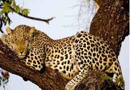 A leopard family in the south of Armenia gives birth to two cubs