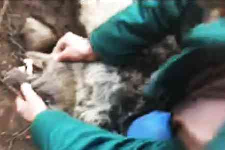 Specialists rescued a brown bear from a trap in Karbi gorge,  Aragatsot region