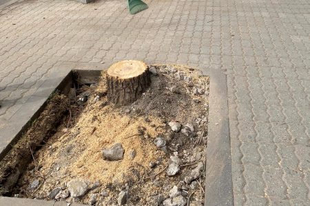 Экс-депутат парламента Армении сигнализирует: На этот раз мэрия Еревана вырубила здоровые деревья на улице Анри Верно