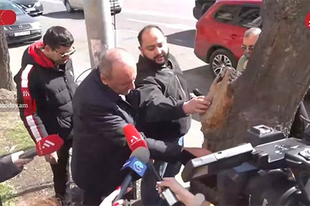 The great green debate: Yerevan`s tree replacement program sparks  outcry