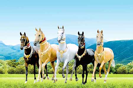 The Global Fame of Akhal-Teke Horses Continues to Grow