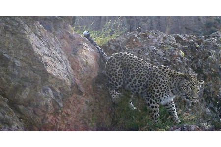 Caucasian leopard captured again by camera traps in Khosrov forest state reserve